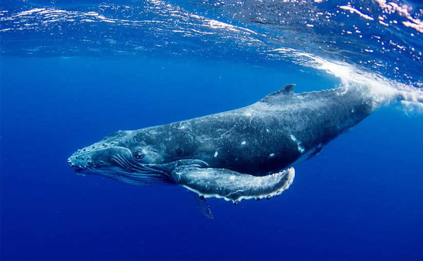 sony whale in tonga